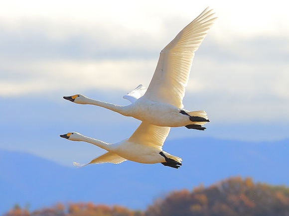 白鳥が二羽並んで飛んでいる写真