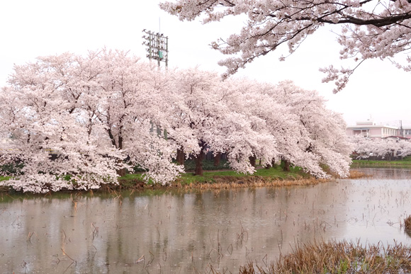 野球場周りの桜