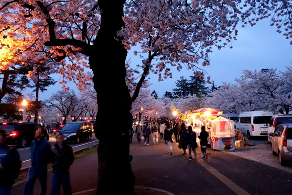 高田公園の夕暮れ時の桜