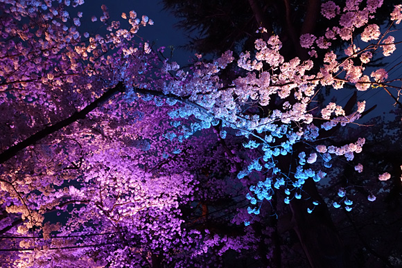 青く照らされた桜