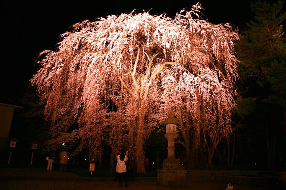 高田公園の大きな枝垂れ桜